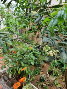 Jackfruit Homestay
