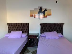 Sea view apartment for rent sidi beshr for families