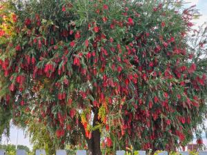 La casa delle rose img11