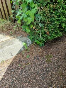 Maisons de vacances Maison dans residence avec piscine : photos des chambres