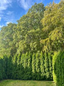 Studio Wisełka Leśna