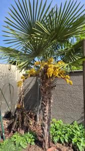 Chambres meublées, Tv sdb wc et accès privatifs - Ubytování bez kategorie ve městě Champigny-sur-Marne