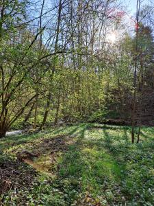 Ferienwohnung Rosenthal