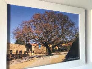 Carballo de Cereixo - Solo con seña