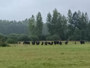 Chata Spokoju pod Gwiazdami