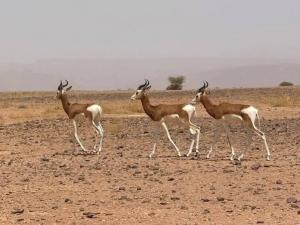 Sahara pathfinders