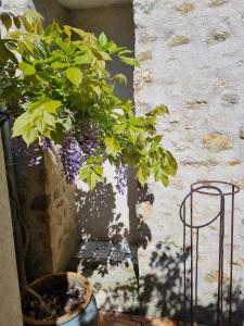 Appartements Charmante maison ancienne avec cour : photos des chambres