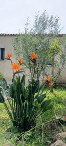 Appartements U caseddu di Monacia : photos des chambres