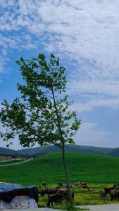 jamal - Ubytování bez kategorie ve městě Azrou