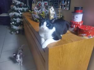 Villas Villa with terrace and garden : photos des chambres