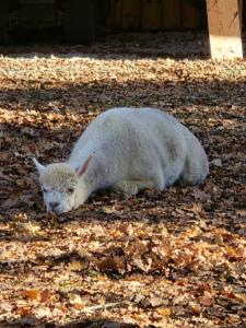 Maisons de vacances maison au calme avec piscine : photos des chambres