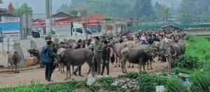 Homestay Sung Linh