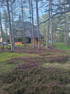 Apartman Crni bor 2 Tara