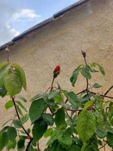 B&B / Chambres d'hotes Chez Agatha : photos des chambres