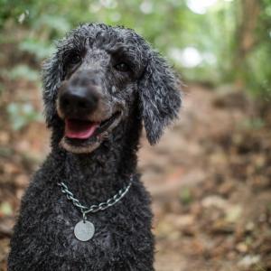 OCEAN Nest with Self-Service Breakfast - AC, Monkeys, Pet-friendly with a Fee