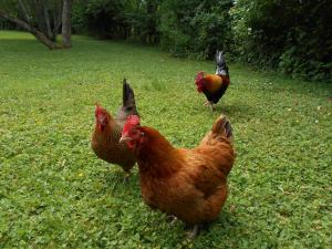 Chez Scallan B&B photo 24