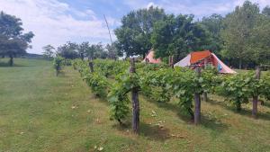 Campings Tinyhouse La Jonquille : photos des chambres