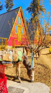 Dahar Heights - A Boutique Homestay