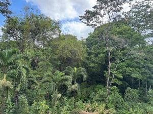 Bohemian Jungle Sanctuary with River, La Fortuna