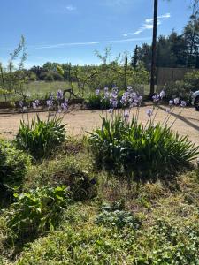 Maisons de vacances STUDIO Havre de paix au pont du gard Piscine et Jacuzzi chez Valerie Payre : photos des chambres