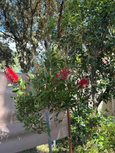 Maisons de vacances STUDIO Havre de paix au pont du gard Piscine et Jacuzzi chez Valerie Payre : photos des chambres