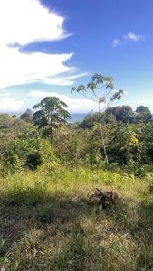 Pacific Dream Eco-Hostal