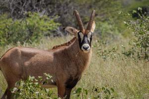 Ohorongo Safari Lodge