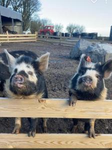 Eden House and Pet Farm