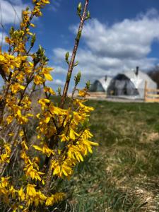 Glamping Sfera Marzeń