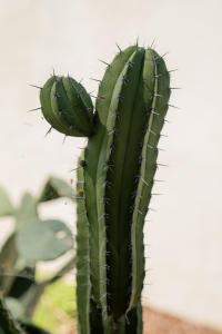 Villas Villa d-Artiste en pleine pinede a 10 min d-Aix : photos des chambres