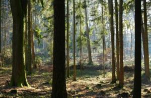 Ferienwohnung am Meulenwald