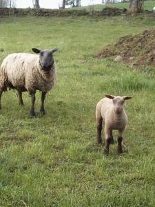 Campings Sejour a la ferme : photos des chambres