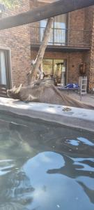 Nerina 662 Leeupoort