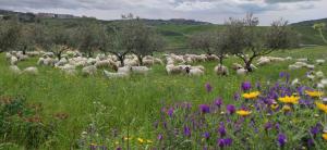 B&B Della Via Francigena