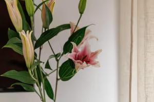 Sunlight Properties - Suze Modern City Studio