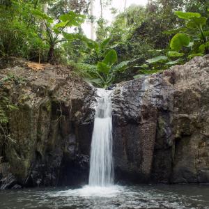 PITI Nest Self-Service Home in Rainforest Nest - Wi-fi, Monkeys, Bats, Pet Friendly with a Fee