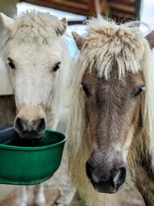 Hacienda Natura Agroturystyka