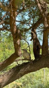 SOLSALI Cabaña moderna