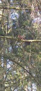 "Tempat Senang" chalet on the beautiful Veluwe with airco sauna bbq jacuzzi beamer and dog