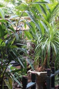 Il Giardino di Chiara img68