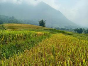 Home stay tự do