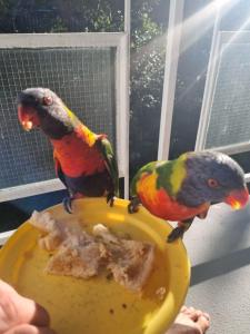 Bribie Island Dreams