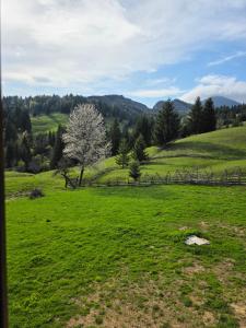 Vila Muntelui Colibita