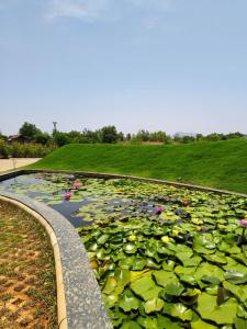 Natures Island, Lake Vaitarna