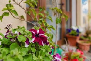 Ai Cannola - Calatafimi Segesta