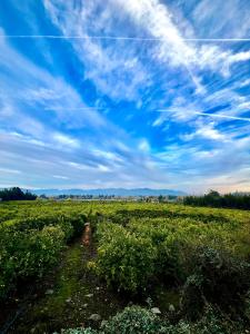 Lodge Colchagua Camp