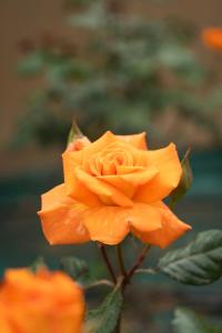 Rose Cottage