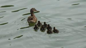 Calme au bord de leau