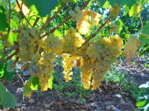 Cantina Marongiu img57