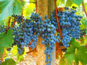 Cantina Marongiu img58